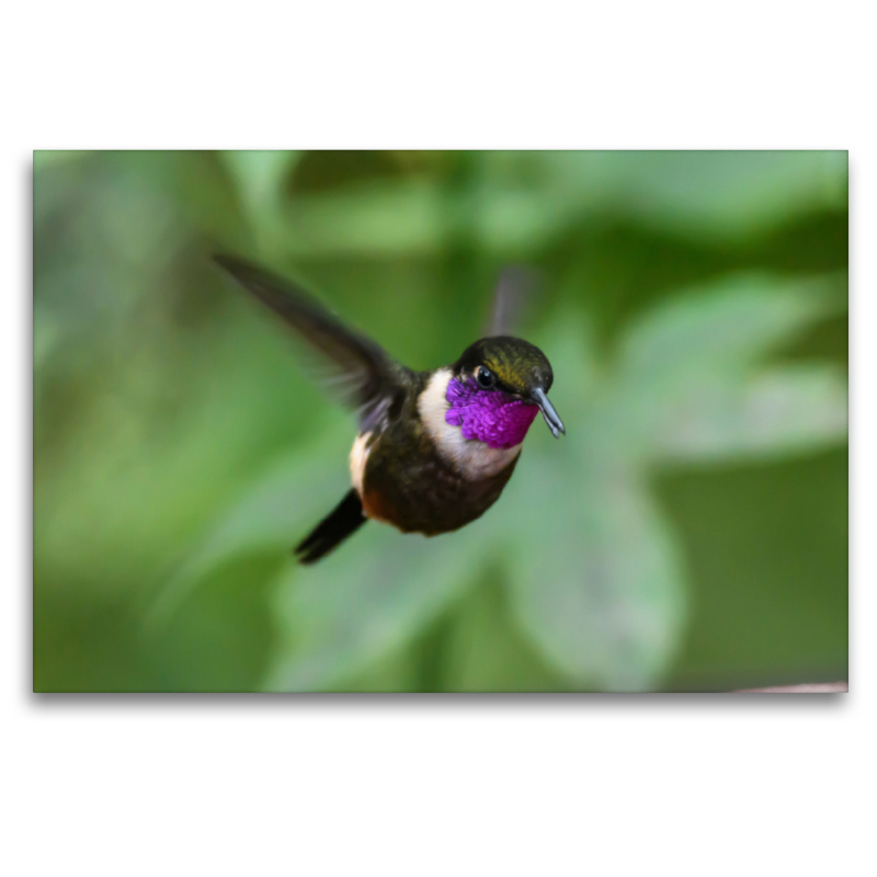 Purpurkehl-Sternkolibri im Schwirrflug, Ecuador