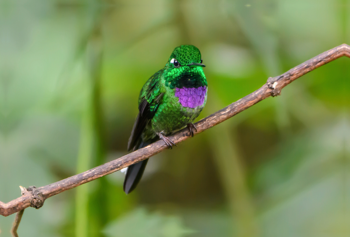 Purpurbrustkolibri, Ecuador