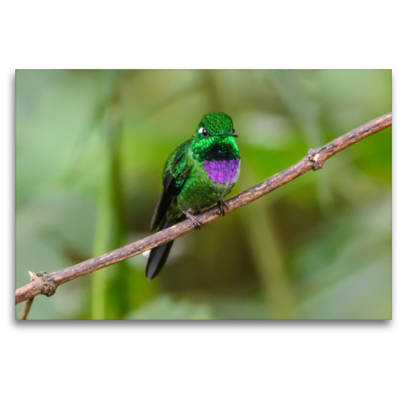 Purpurbrustkolibri, Ecuador