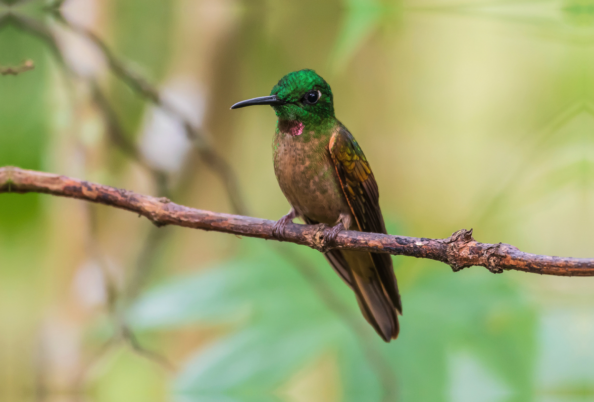 Braunbauch-Brillantkolibri, Ecuador