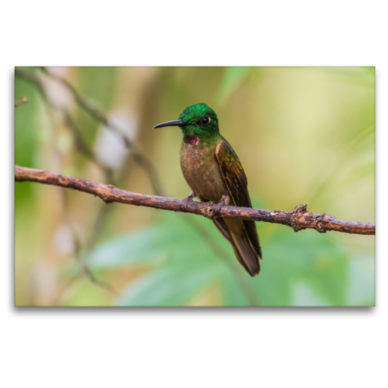 Braunbauch-Brillantkolibri, Ecuador