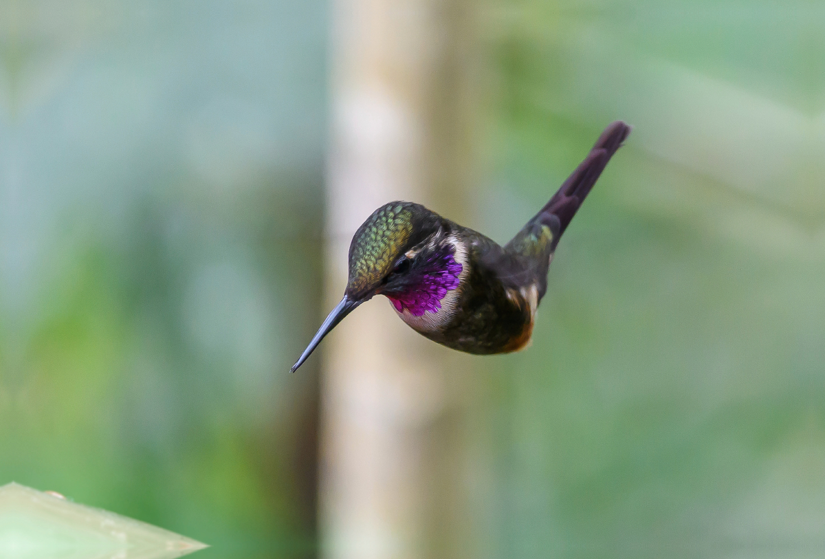 Purpurkehl-Sternkolibri im Schwirrflug, Ecuador