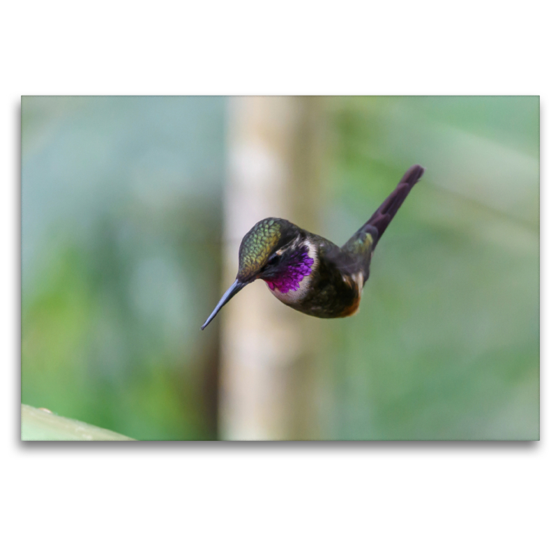 Purpurkehl-Sternkolibri im Schwirrflug, Ecuador