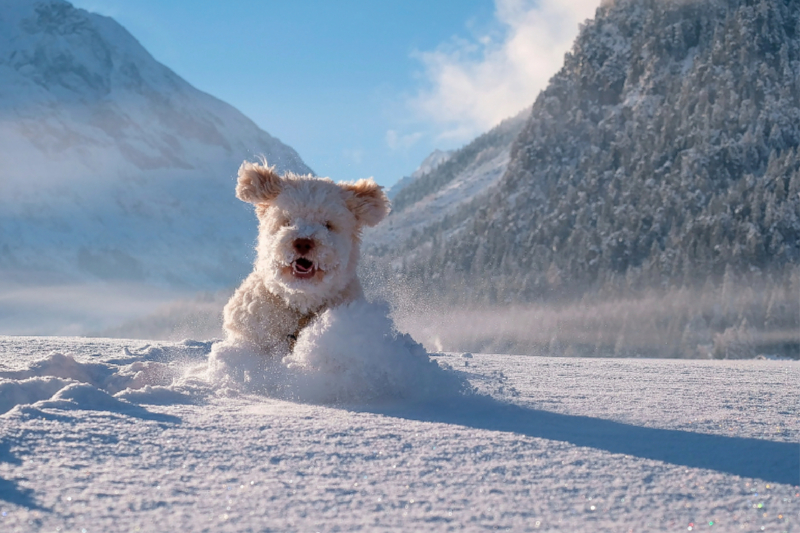 Lagotto Romagnolo im Pulverschnee