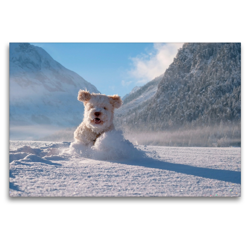 Lagotto Romagnolo im Pulverschnee