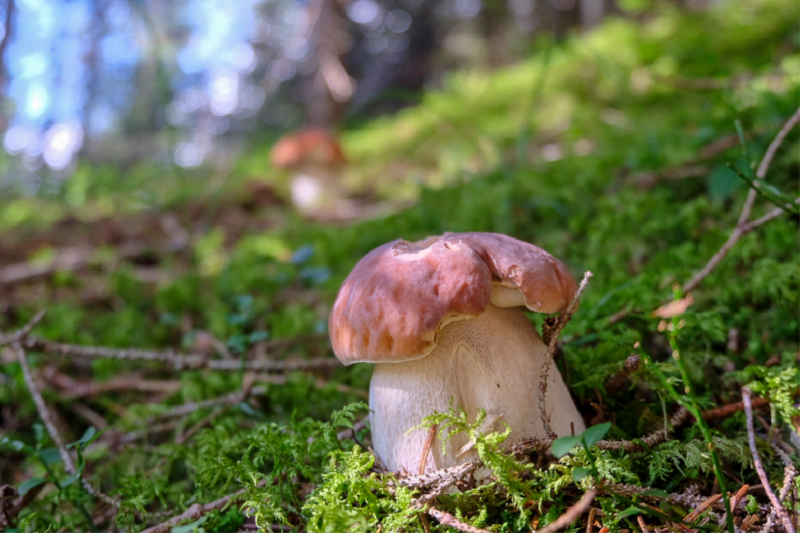 Steinpilz in Tirol