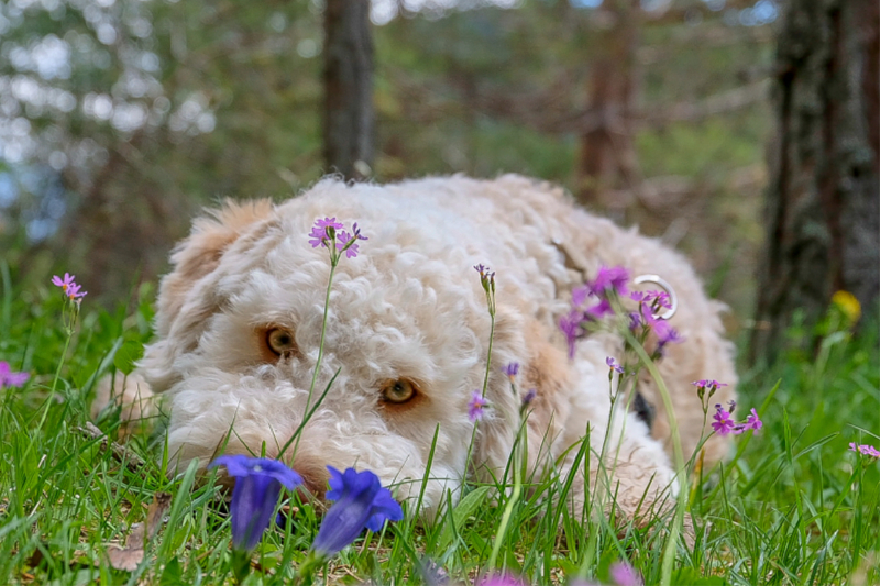 Lagotto Romagnolo im Enzian