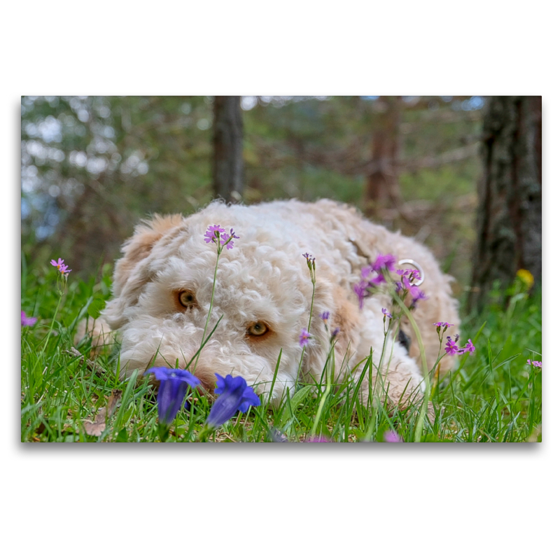 Lagotto Romagnolo im Enzian