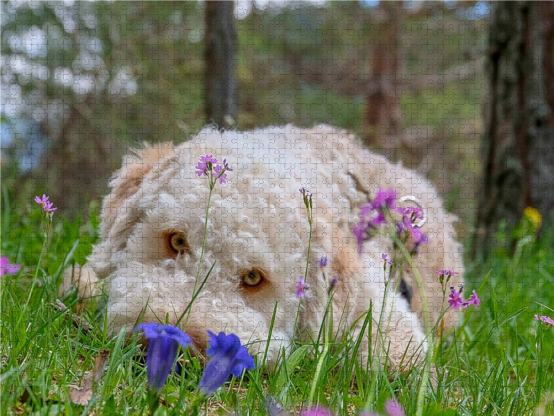 Lagotto Romagnolo im Enzian