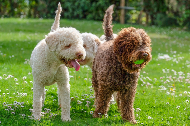 Lagotto Romagnolo im Ostergrün