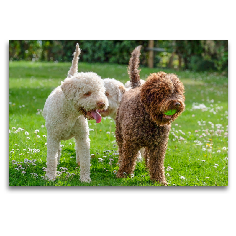 Lagotto Romagnolo im Ostergrün