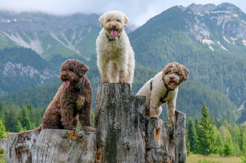 Lagotto Romagnolo Herbstgruß aus den Tiroler Bergen