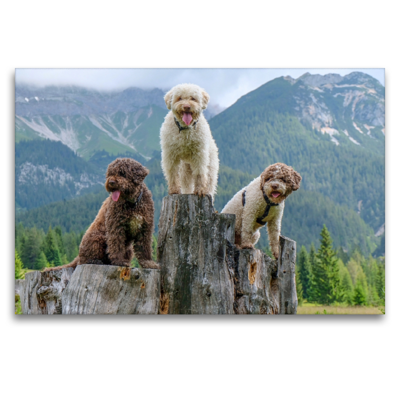 Lagotto Romagnolo Herbstgruß aus den Tiroler Bergen