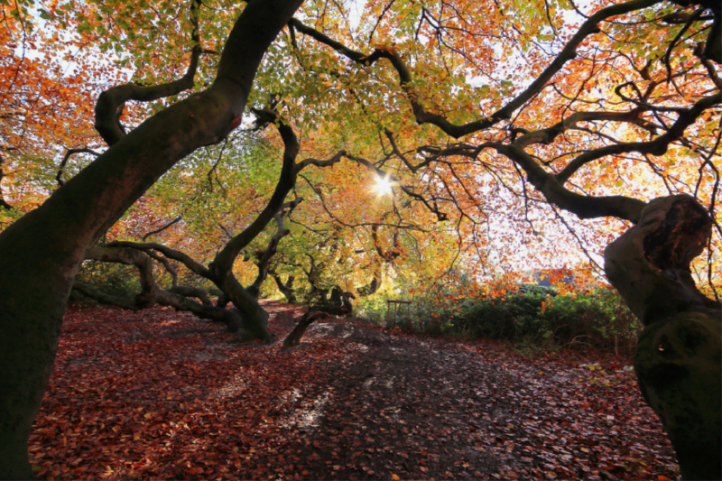 Süntelbuchen in herbstlichen Farben