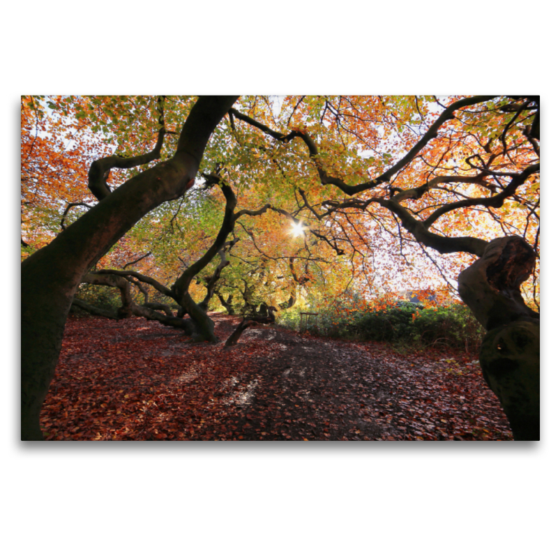 Süntelbuchen in herbstlichen Farben