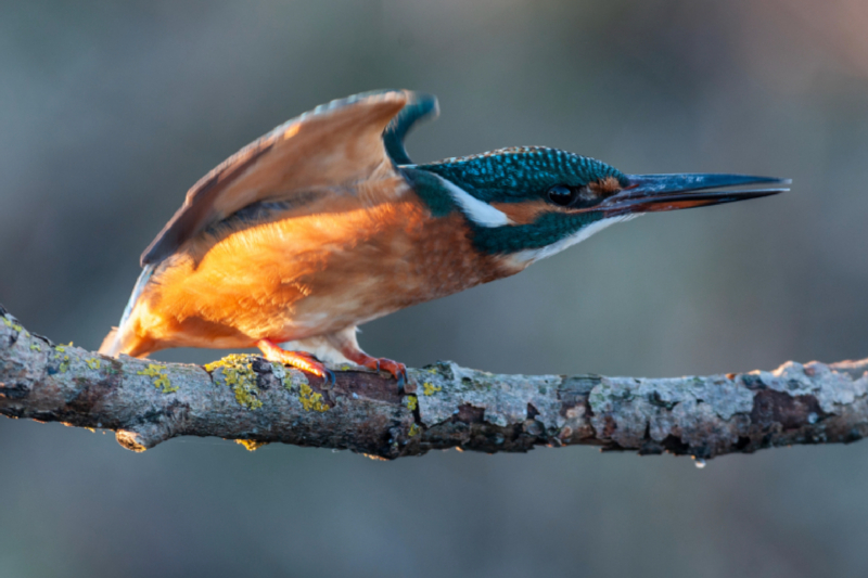 Eisvogel