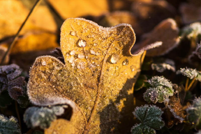 Blätter im Winterfrost