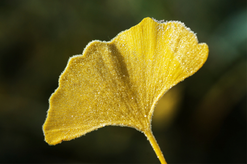 Ein Gingkoblatt im Winter