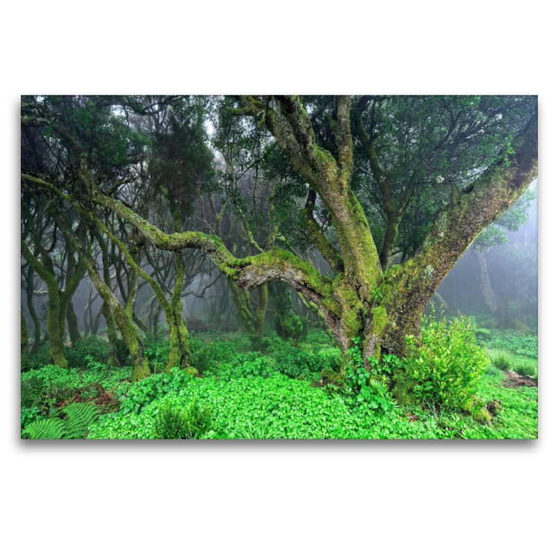 Lorbeerwald im Nebel