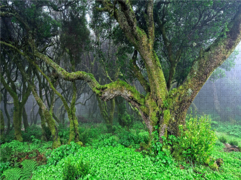 Lorbeerwald im Nebel