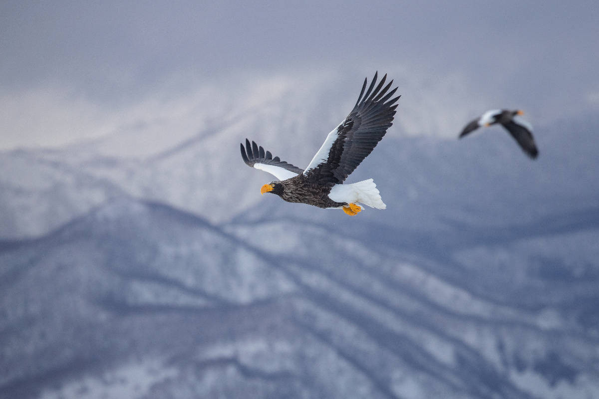 Riesenseeadler