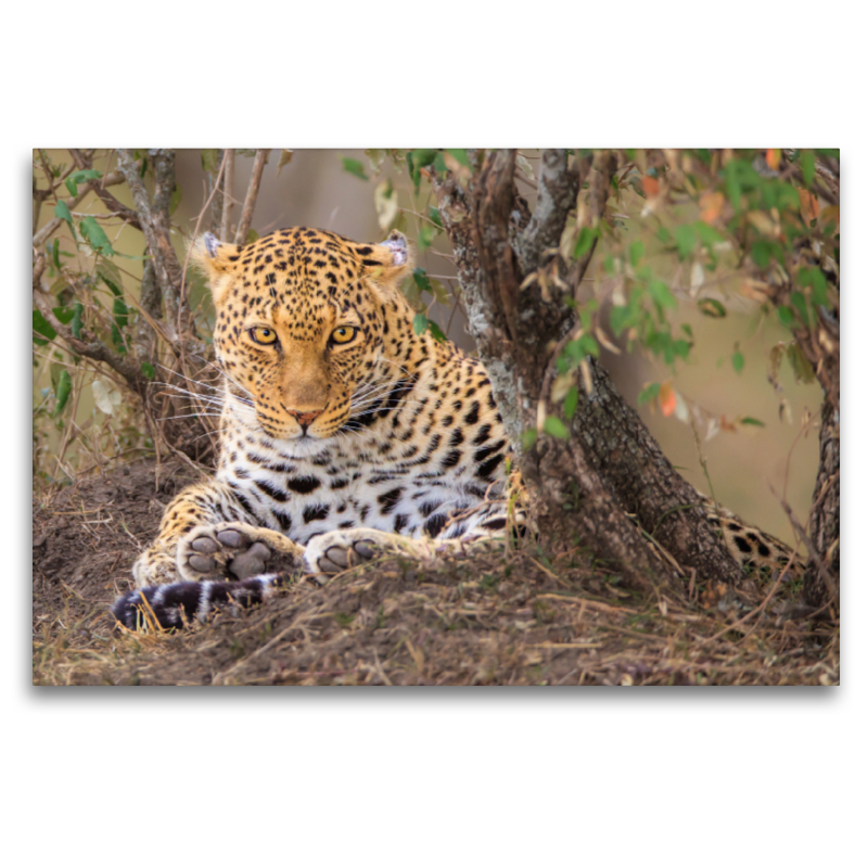 Leopardin