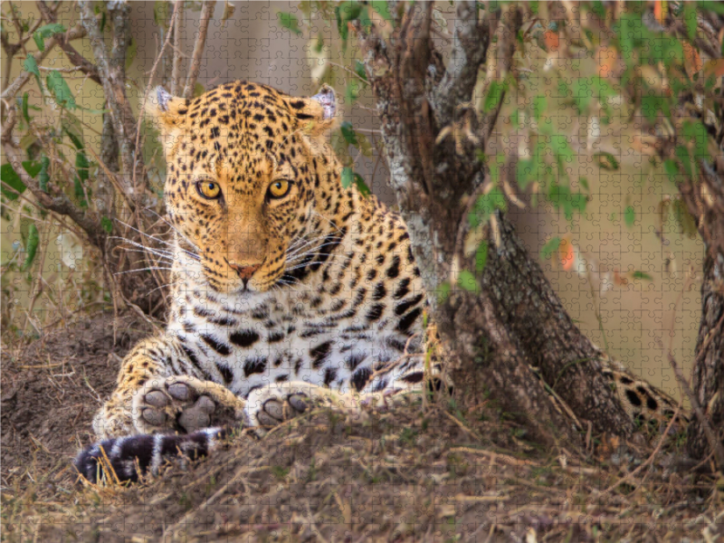 Leopardin