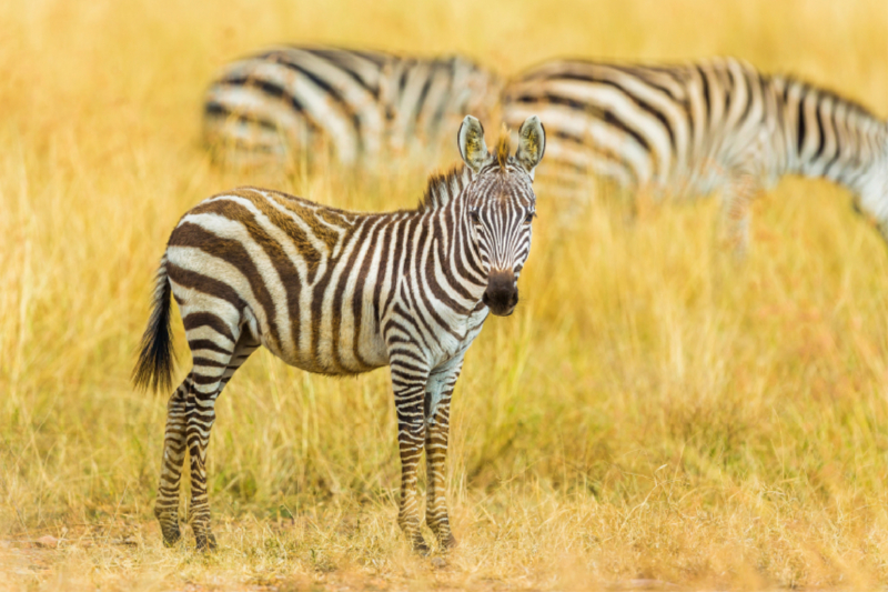 Junges Zebra