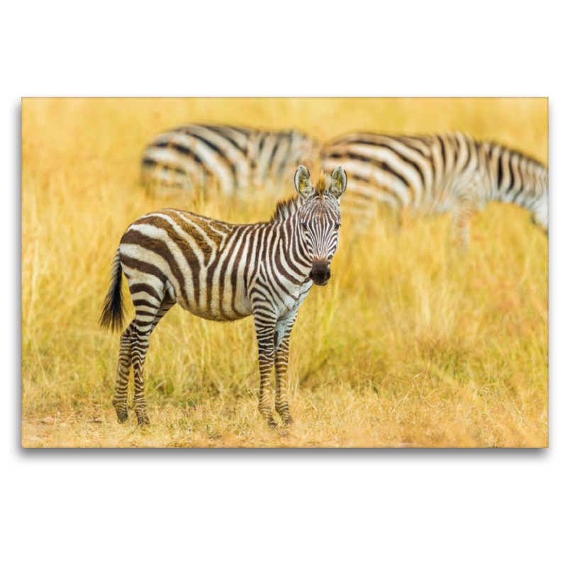 Junges Zebra