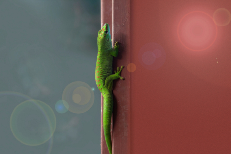 Madagaskar Gecko