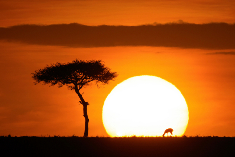 Grasende Antilope bei Sonnenaufgang