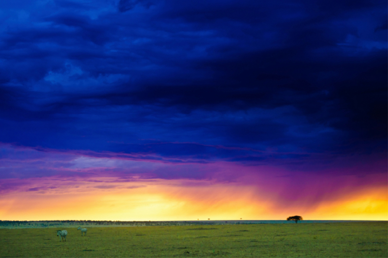 Zebras in der Abenddämmerung