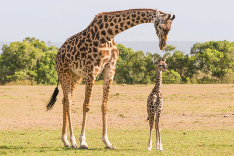 Giraffen - Mutter und Kind