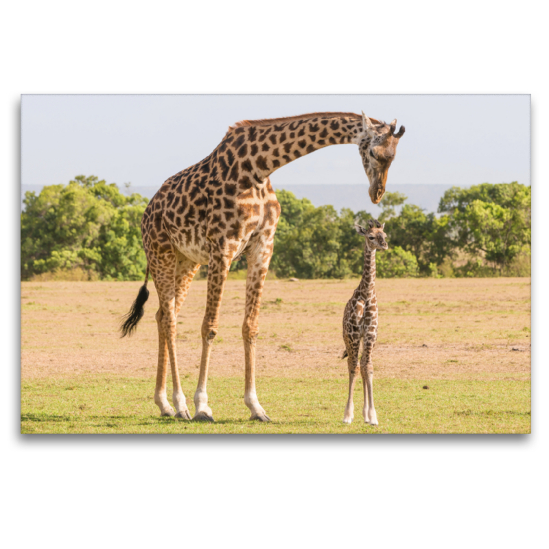 Giraffen - Mutter und Kind