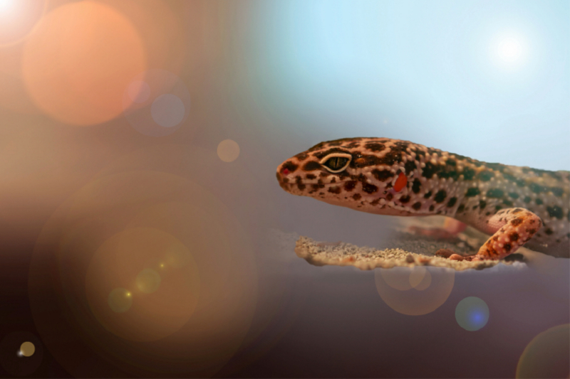 Leopardgecko