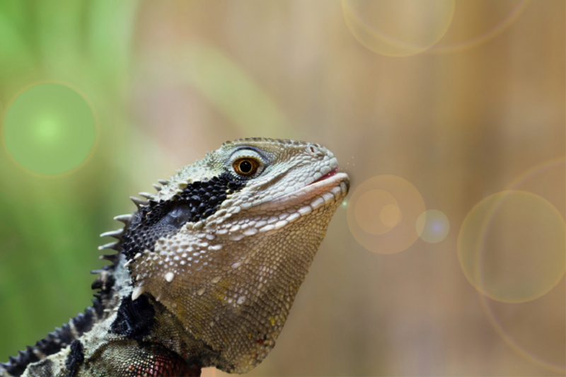 Australische Wasseragame