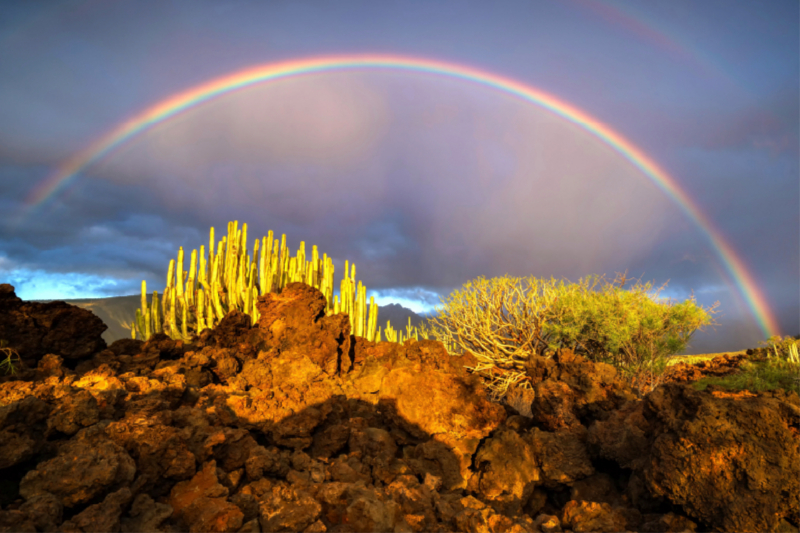 Regenbogen über Wolfsmilch (Teneriffa)