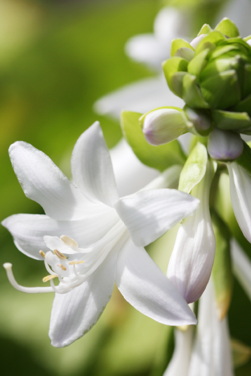 Weiße Hosta