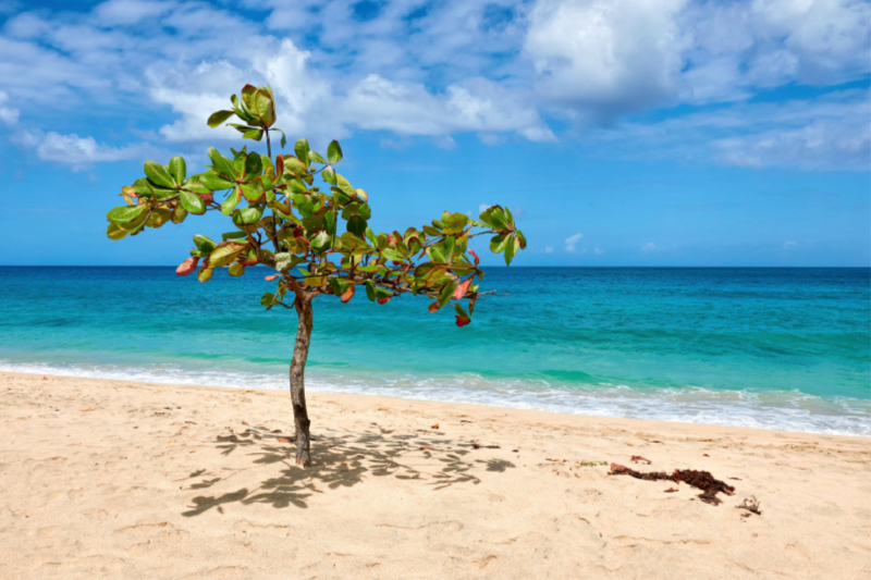 Karibischer Strand auf Grenada