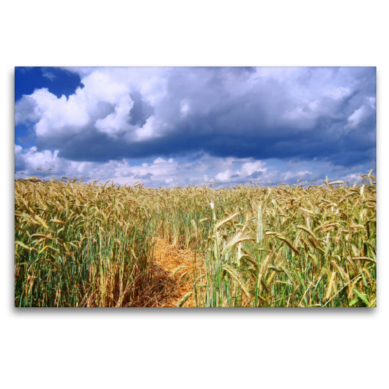 Strohweg durch ein Kornfeld in Germerode