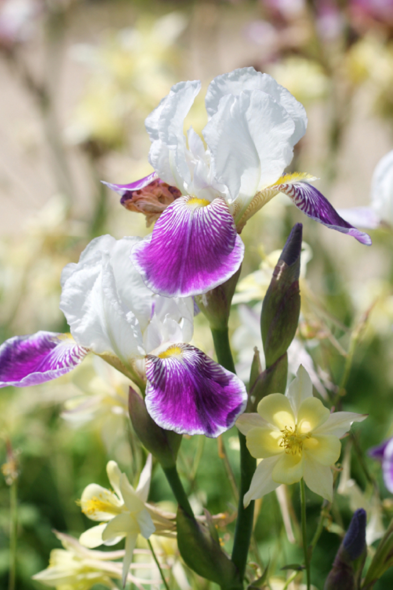 Iris in Begleitung von Akeleien