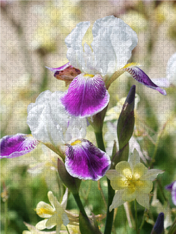 Iris in Begleitung von Akeleien