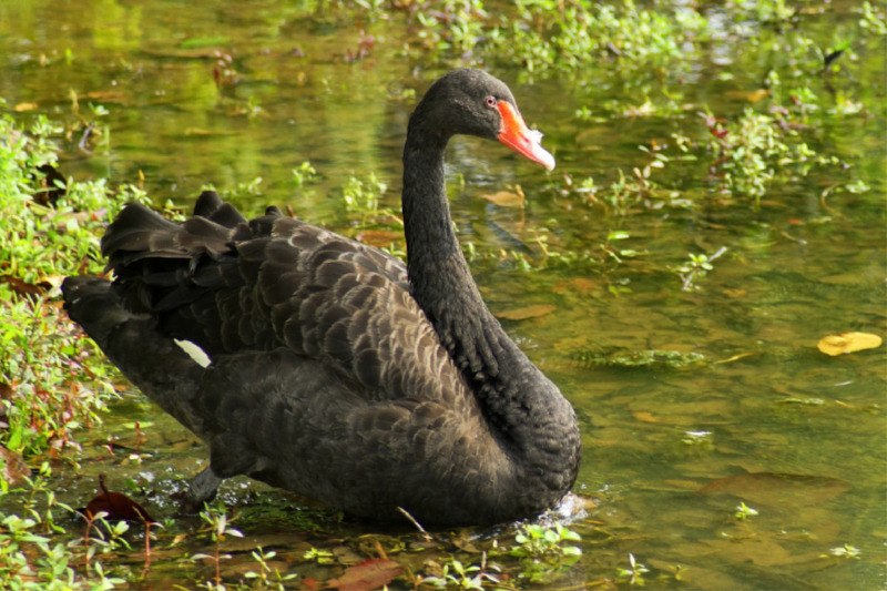 Schwarzer Schwan