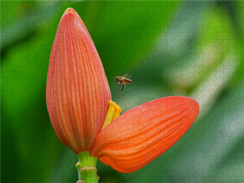 Rote Blüte mit Biene