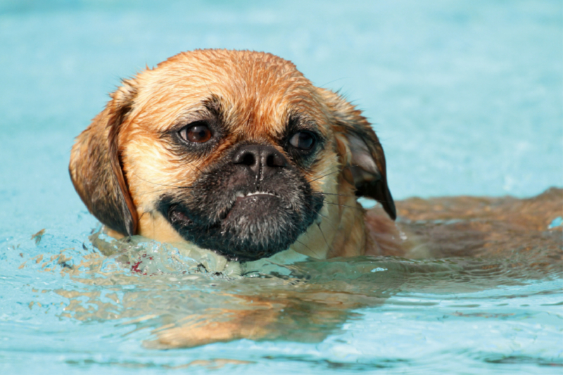 Hund im Freibad