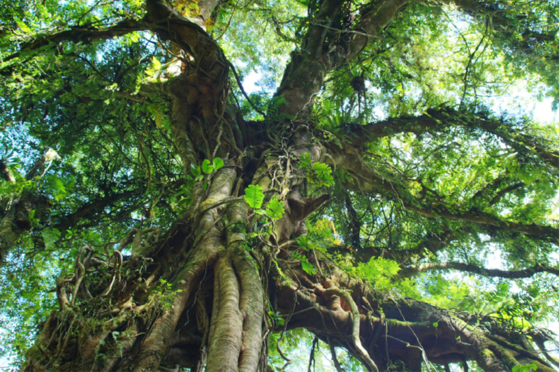 Alter Baum im Botanischen Garten