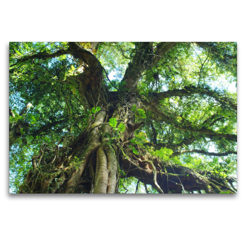 Alter Baum im Botanischen Garten