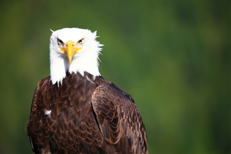 Ein Motiv aus dem Kalender Weißkopfseeadler. Herrscher der Lüfte. 2019