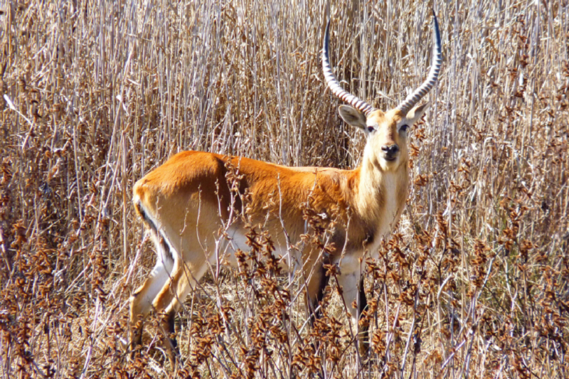 Ein Motiv aus dem Kalender RED LECHWE Rote Sumpfantilope im Südlichen Afrika