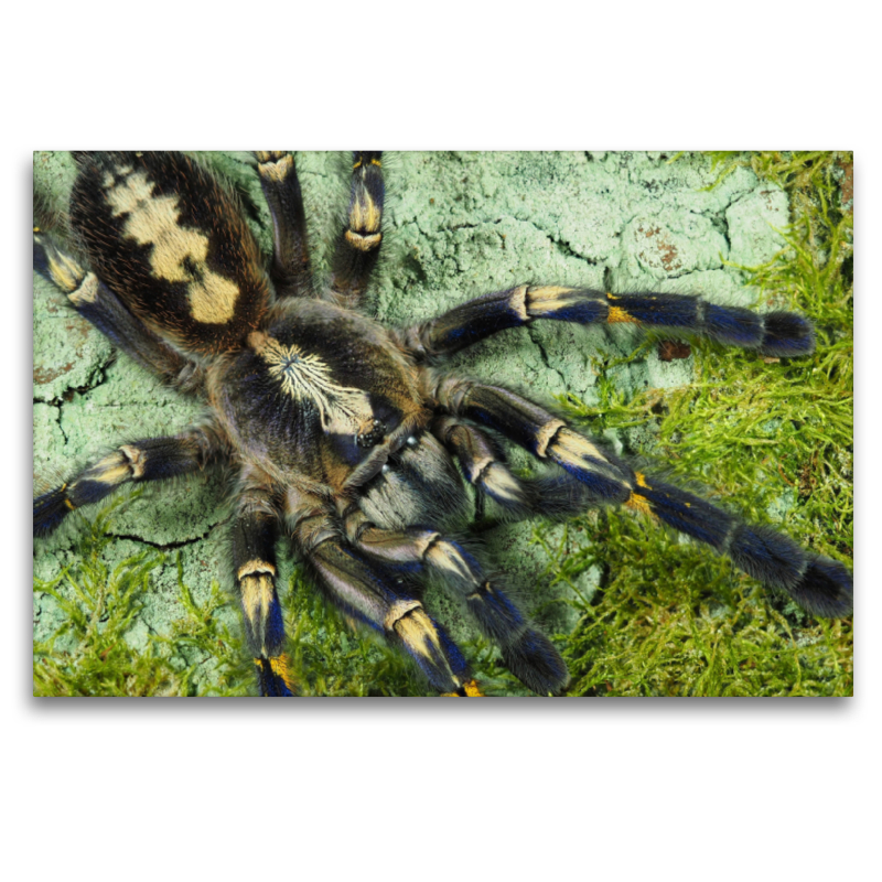 Poecilotheria metallica, Pocock, 1899